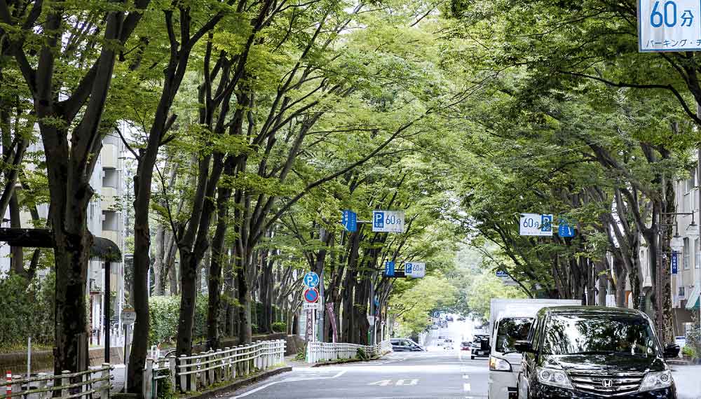 緑鮮やかな街路樹：「北習志野」駅方向を望む（歩車分離）／2019年8月撮影